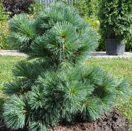 Сосна веймутова 'Радиата'