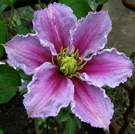 Клематис 'Пиилу'