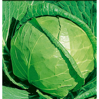 Капуста белокочанная 'Московская поздняя'