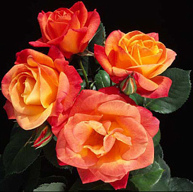 Роза 'Джозефc Коут' (плетистая) (оранжево-желтая)