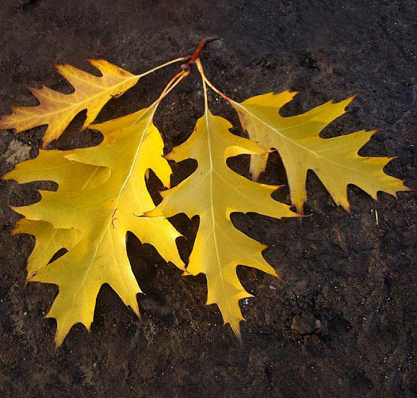 Дуб красный