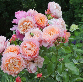 Роза 'Роуз де Толбиак' (плетистая) (розово - кремовая)