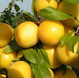 Алыча 'Сонейка'