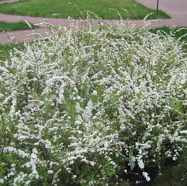 Спирея серая (пепельная) 'Грациоза'