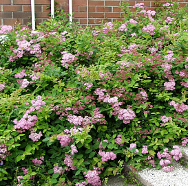 Спирея японская 'Оденсала'