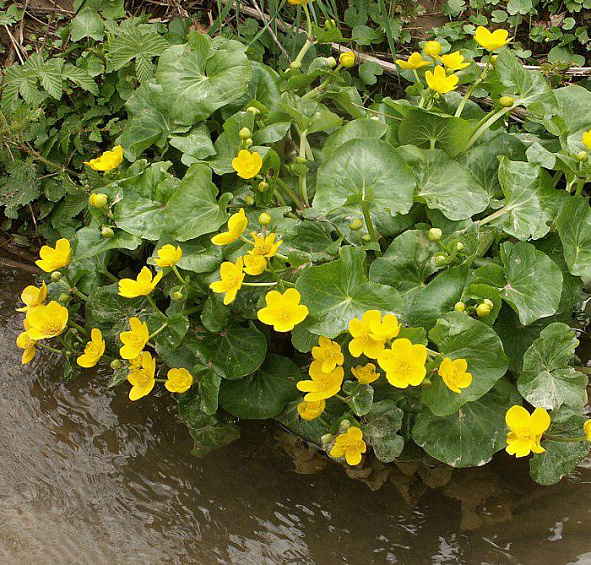 Калужница болотная