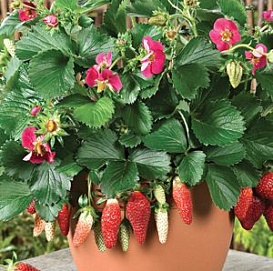 Земляника (клубника) 'Тарпан'