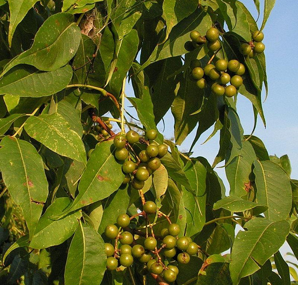 Бархат амурский