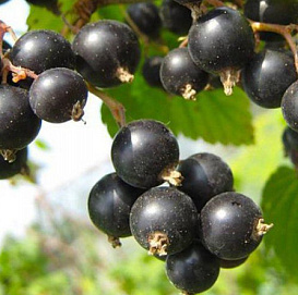 Смородина черная 'Дар Смольяниновой'