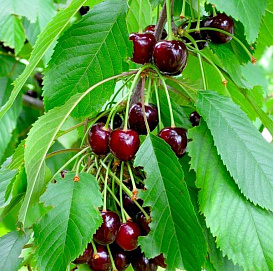 Черешня 'Овстуженка'