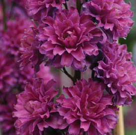 Дельфиниум (живокость) 'Фламинго'