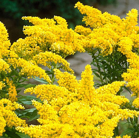 Солидаго 'Цитронелла'