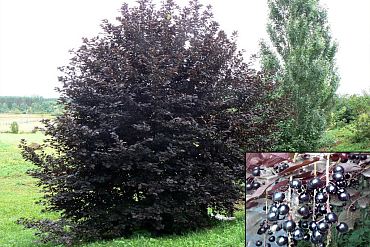 Черемуха обыкновенная 'Неубиенная'