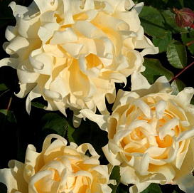 Роза 'Раффлс Куин' (флорибунда) (желтая)