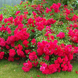 Роза 'Гартенфрёде' (шраб, почвопокровная) (малиново - красная)