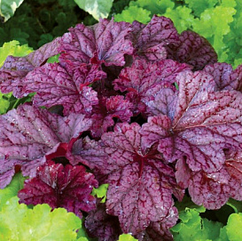 Гейхера гибридная 'Берри Смузи'