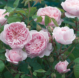 Роза 'Оливия Роза Остин' (парковая) (розовая)