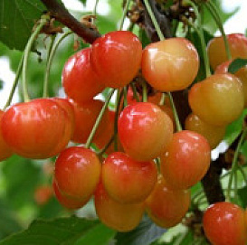 Черешня 'Московская розовая'