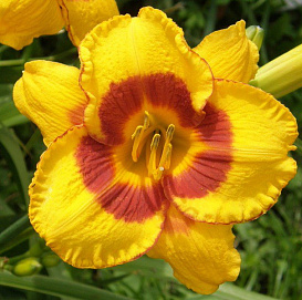 Лилейник гибридный 'Фулед Ми'