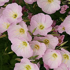 Герань кроваво-красная 'Визион Пинк'