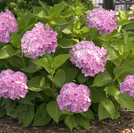 Гортензия крупнолистная 'Эндлесс Саммер пинк'