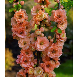 Айва (Хеномелес) великолепная 'Камео'