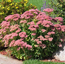 Седум телефиум (Очиток) 'Хербстфройде'