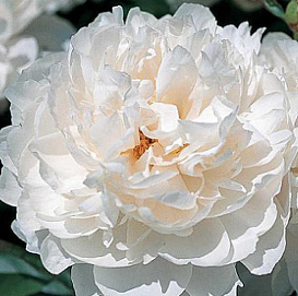 Пион молочноцветковый 'Класс Акт' (белый)