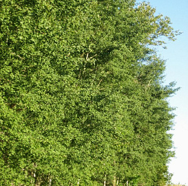 Тополь бальзамический