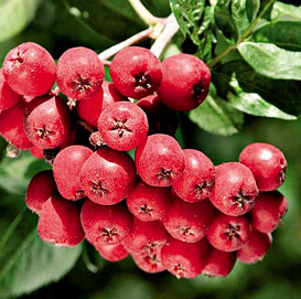 Рябина плодовая 'Рубиновая'