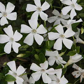 Барвинок малый 'Альба'