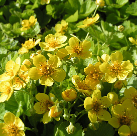 Вальдштейния тройчатая