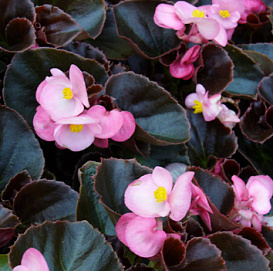 Бегония изящная 'Найтлайф Пинк'(светло-розовая с темным листом)