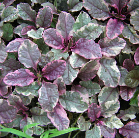 Живучка ползучая 'Бургунди Глоу'