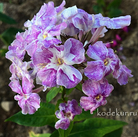 Флокс метельчатый 'Курочка Ряба' 