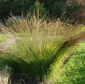 Молиния голубая 'Мурфламм'