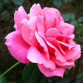 Роза 'Квин Елизабет'  (чайно-гибридная) (розовая)