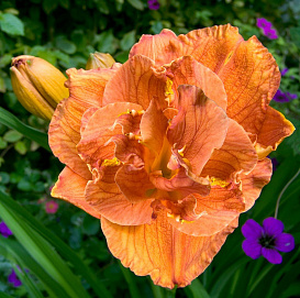 Лилейник гибридный 'Даблишес'