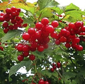 Калина плодовая 'Вигорова'