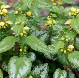 Яснотка зеленчуковая