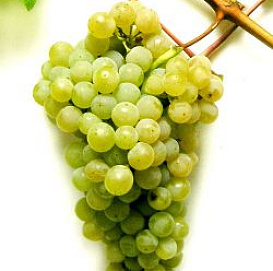 Виноград 'Цитронный Магарача'