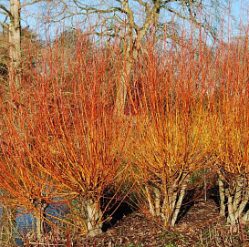 Ива белая 'Олимпийский огонь'