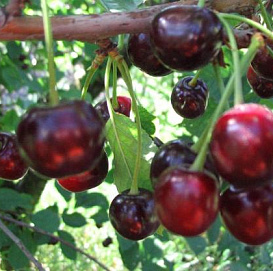 Вишня обыкновенная 'Гирлянда'