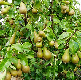 Груша 'Конференция'