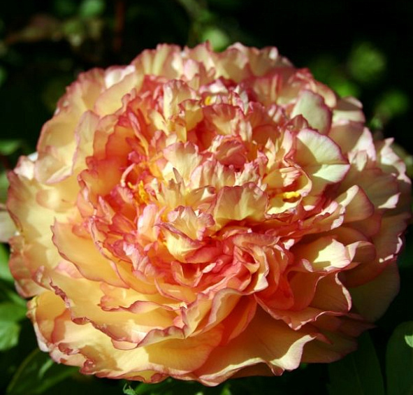 древовидный Кинкаку (suffruticosa Kinkaku)