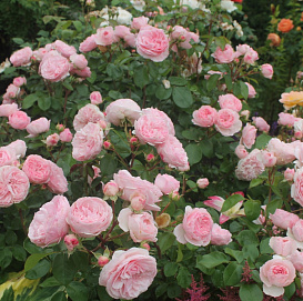 Роза 'Мария Терезия' (чайно-гибридная, парковая) (розовая)