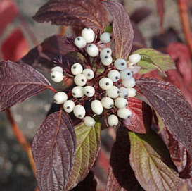 Дерен белый 'Сибирская жемчужина'