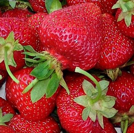 Земляника (клубника) 'Зенга Зенгана'