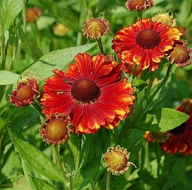 Гелениум гибридный 'Челси'