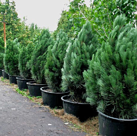 Сосна черная 'Фастигиата'